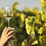 Es ist die ideale Zeit für einen Spaziergang durch die istrischen Weinberge